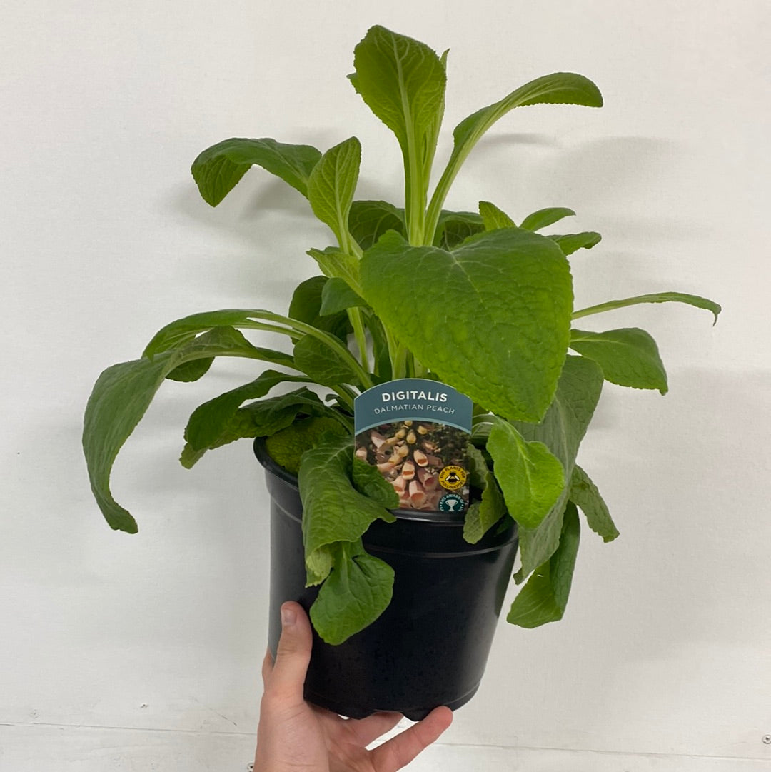 Digitalis purpurea &#39;Dalmatian Peach&#39; (Foxglove) 9cm/3L