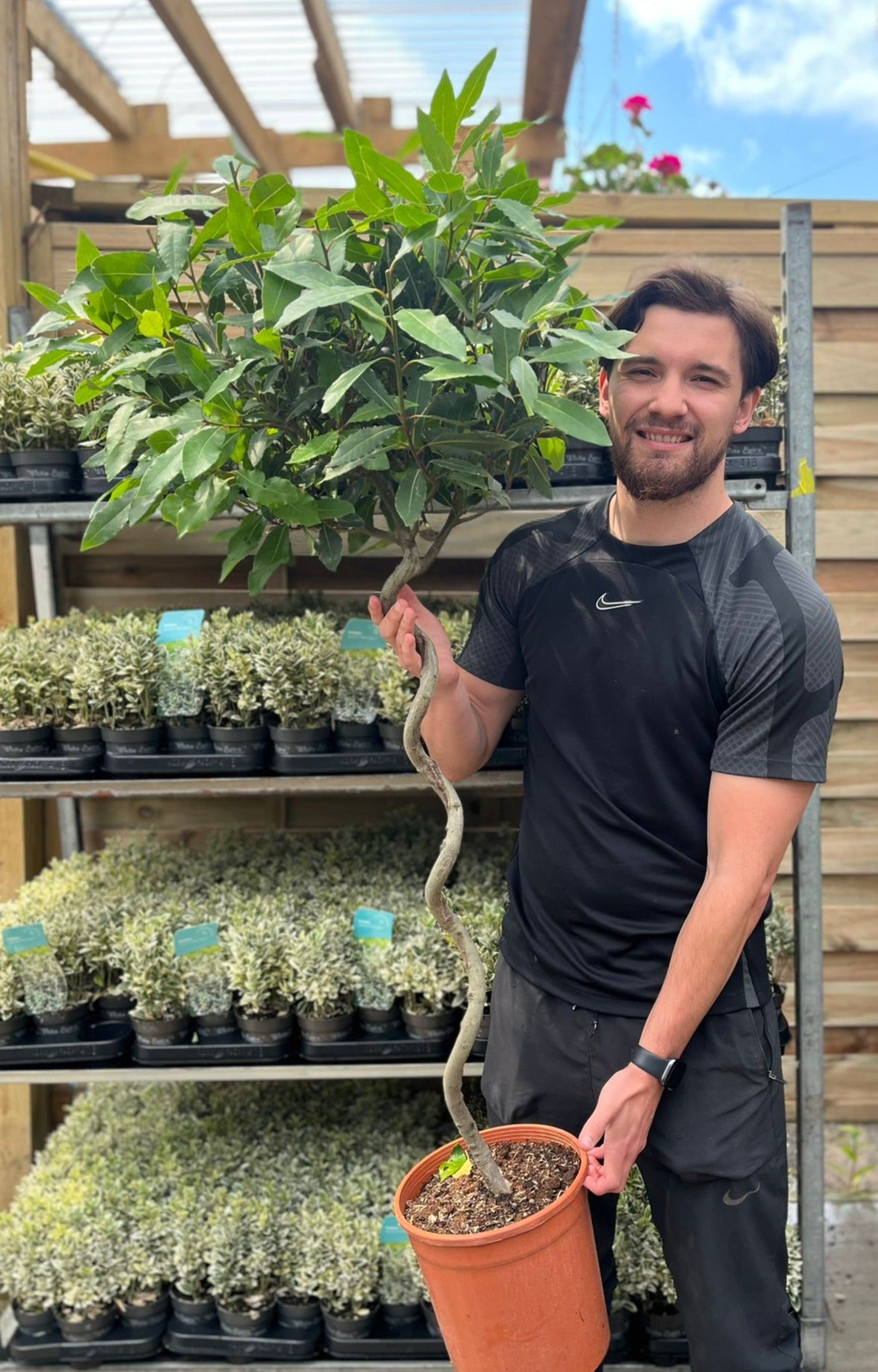 A smiling man in a black athletic outfit holds a 4ft / 5ft Spiral Stem Standard Bay Tree (Laurus nobilis, 110-120cm, 130-150cm) with evergreen foliage, standing in front of shelves of small potted plants at a garden center.