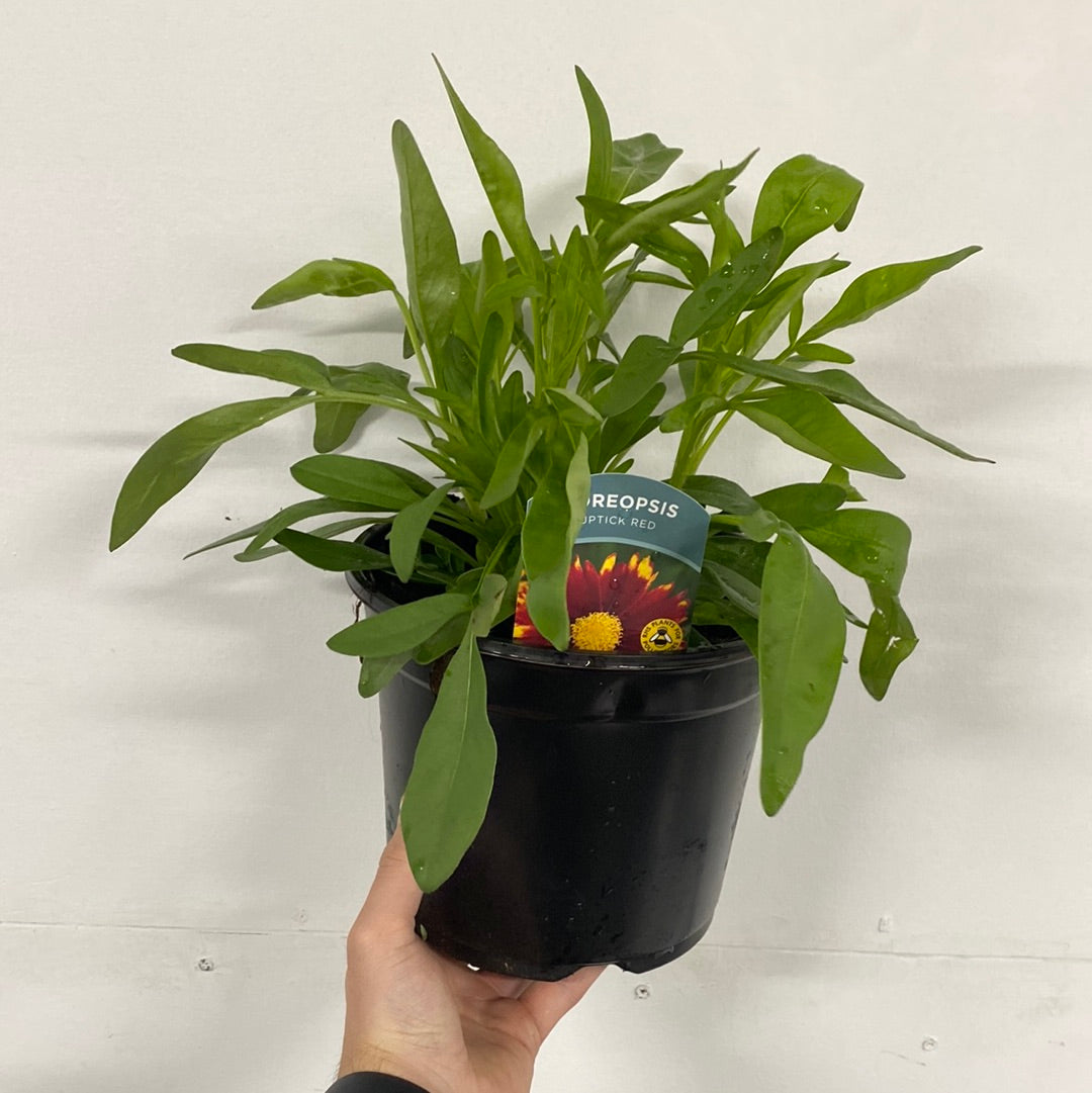A hand holds a black plastic pot with a leafy green perennial, Coreopsis - Uptick Red 3L. The pot’s label features vibrant yellow and red flowers, indicating this variety as a pollinator-friendly choice. Background: plain, light wall.