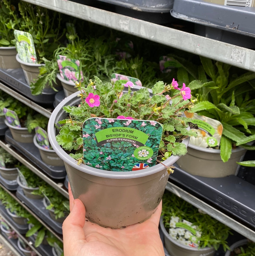 A hand holding an Erodium &#39;Bishops Form&#39; 9cm, a charming perennial groundcover ideal for rock gardens.