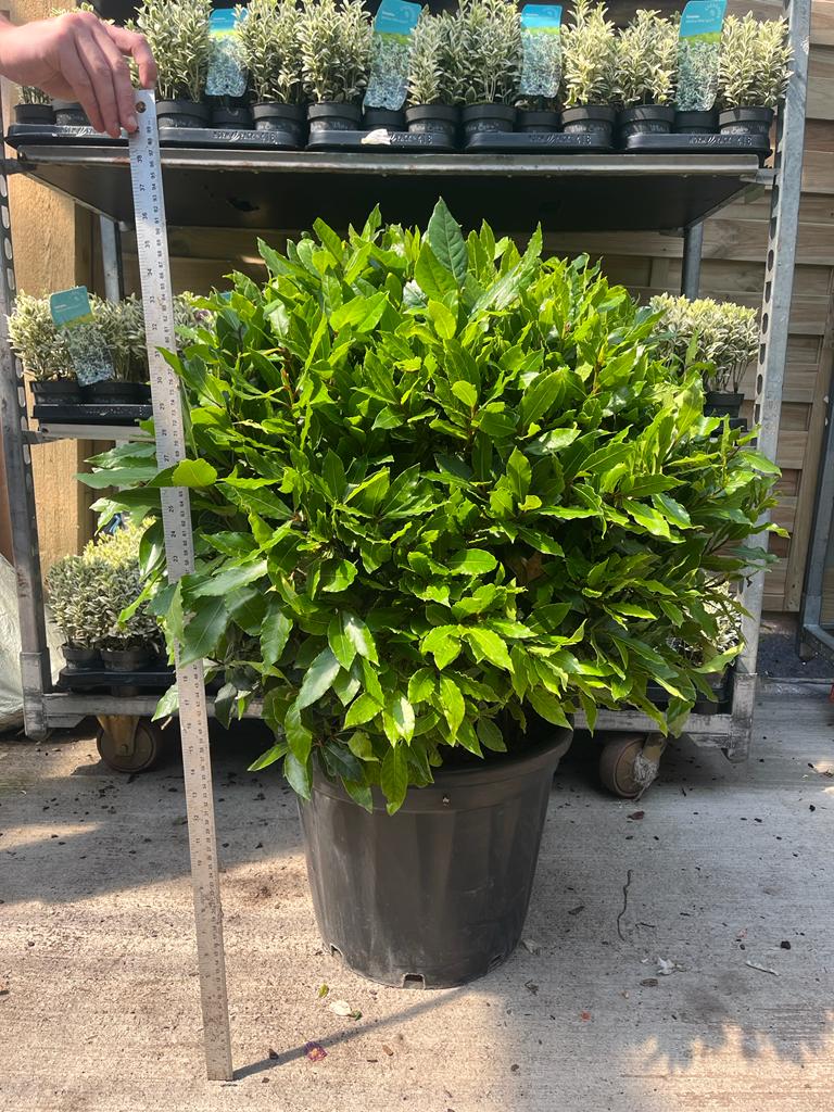 An Established Laurus Nobilis Ball (Bay Leaf Ball) in a black pot is measured with a vertical ruler outdoors on concrete, with other potted plants on background shelves. Available sizes: 10L, 15L, 24L, and 30L.