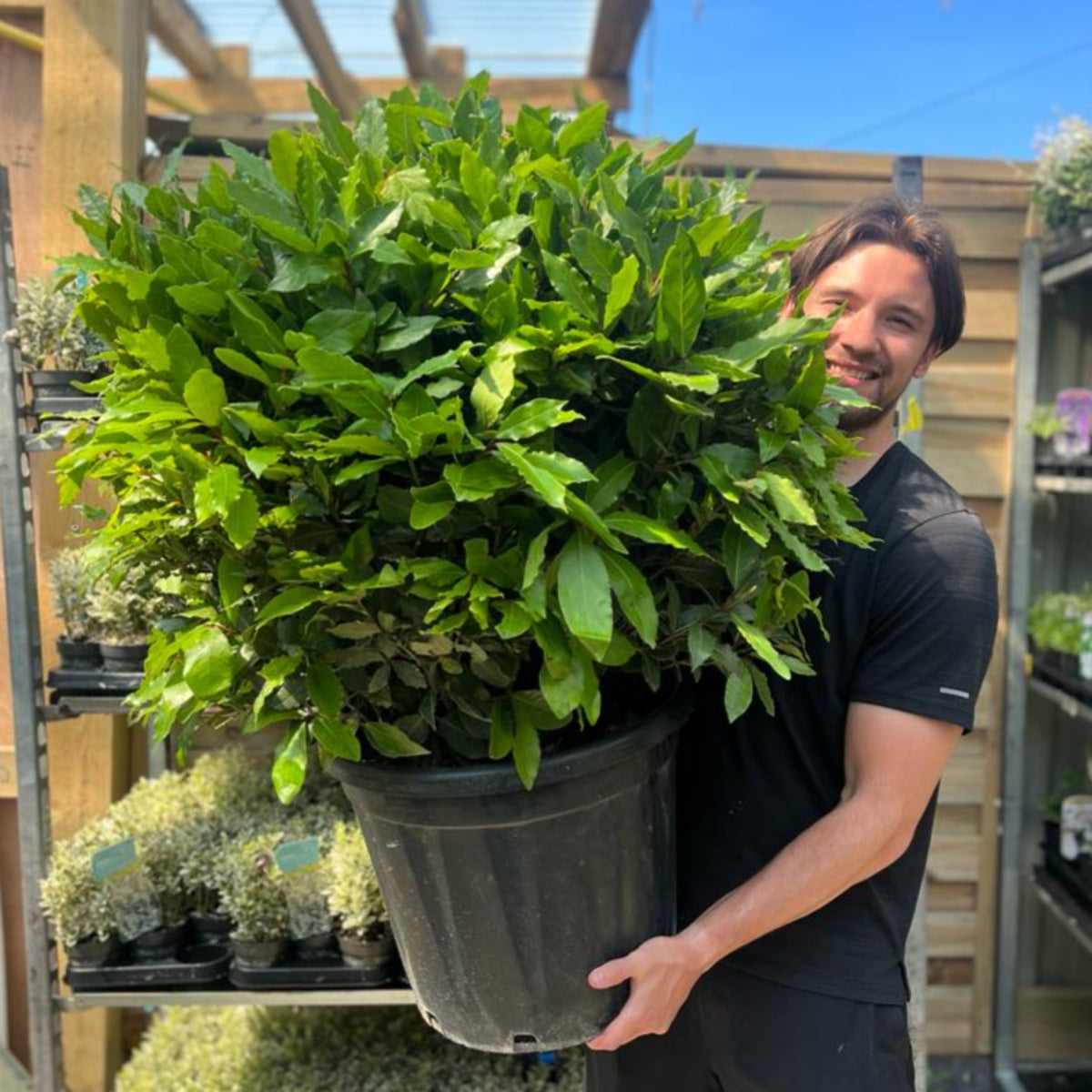 A smiling man in a black shirt holds an Established Laurus Nobilis Ball (Bay Leaf Ball) 10L/15L/24L/30L, surrounded by patio balls and smaller plants at a garden center under a sunny blue sky.