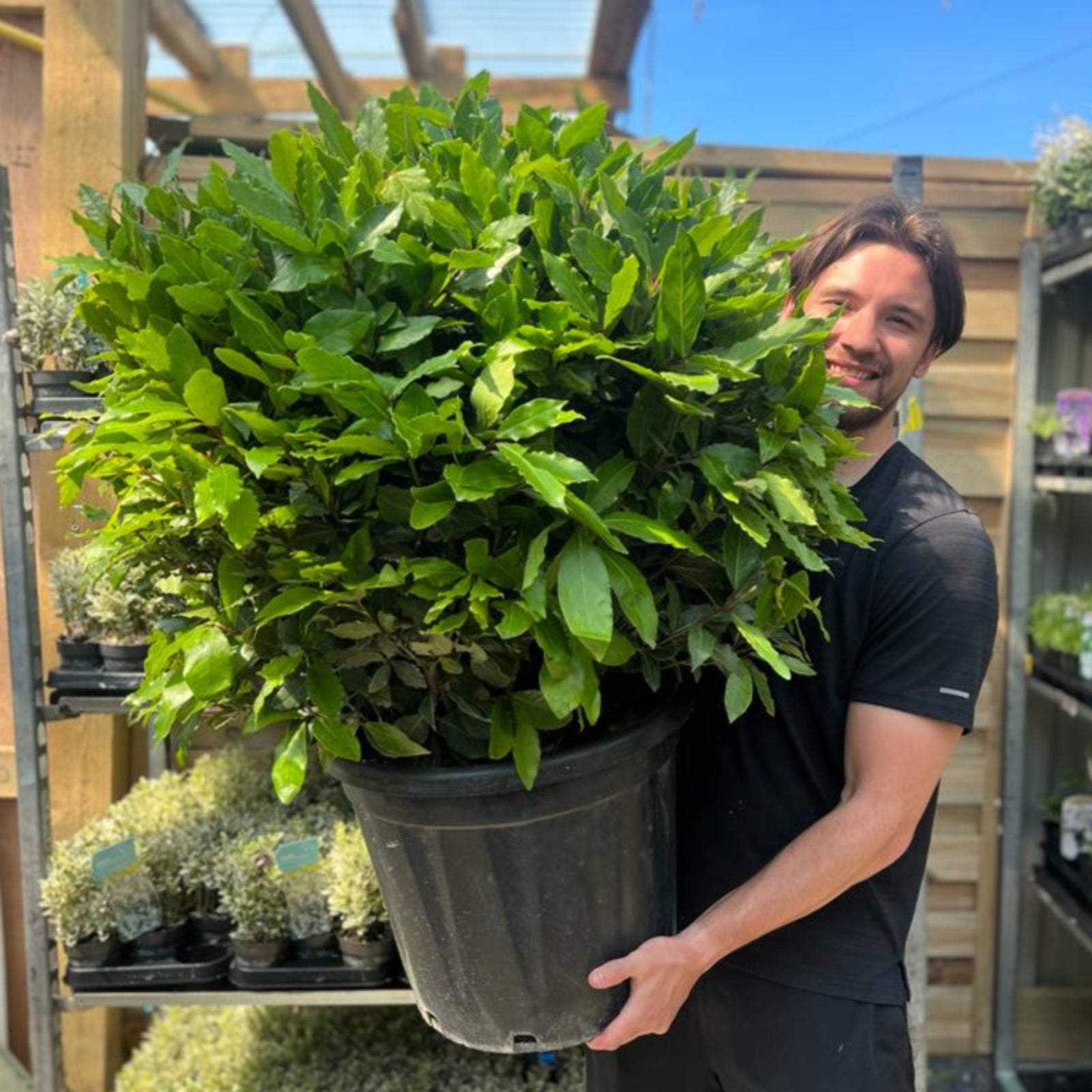 A smiling man in a black shirt holds an Established Laurus Nobilis Ball (Bay Leaf Ball) 10L/15L/24L/30L, surrounded by patio balls and smaller plants at a garden center under a sunny blue sky.