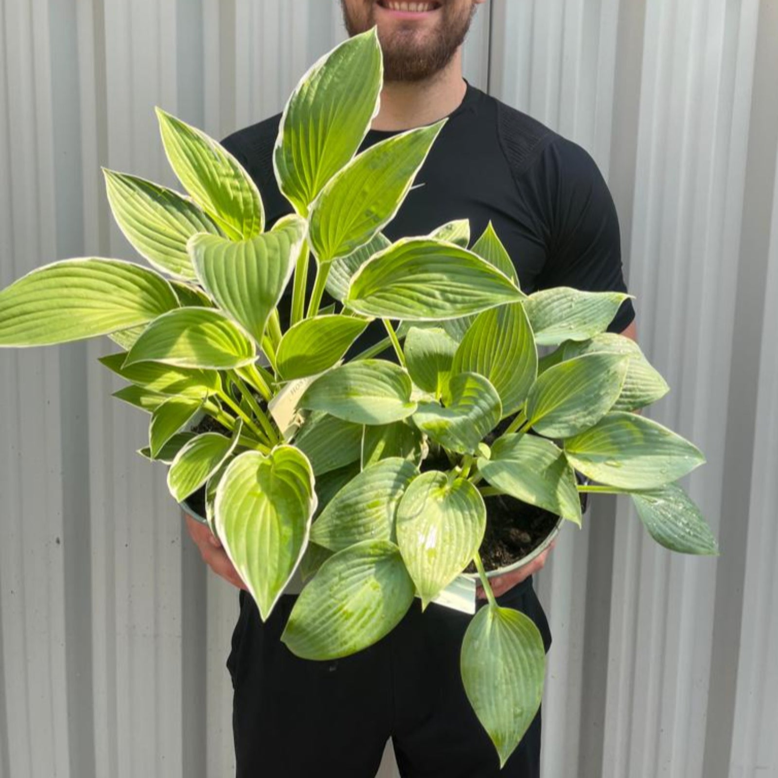 2 x Hosta Plants | Shade Loving Herbecaous Perennials | 2L