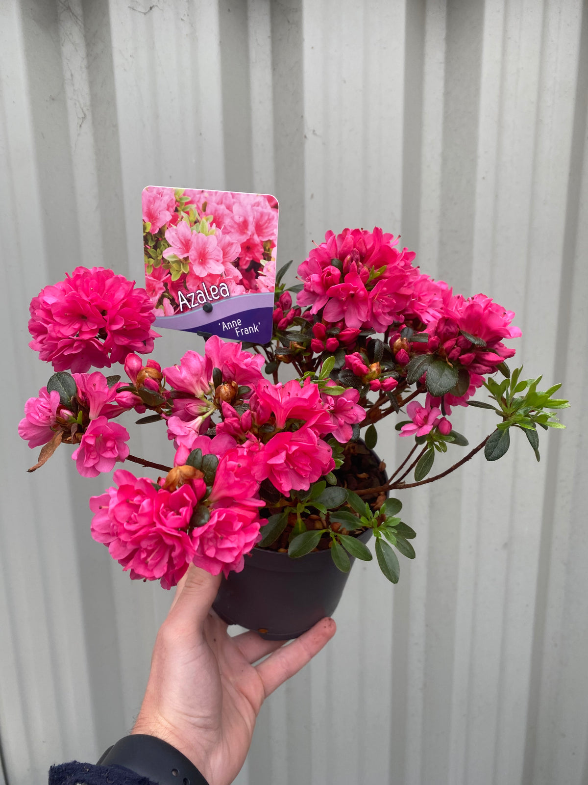 A hand holds a 1L Azalea &#39;Anne Frank&#39; pot, an evergreen shrub with vibrant pink flowers, ideal for garden displays, set against a light gray corrugated metal background.