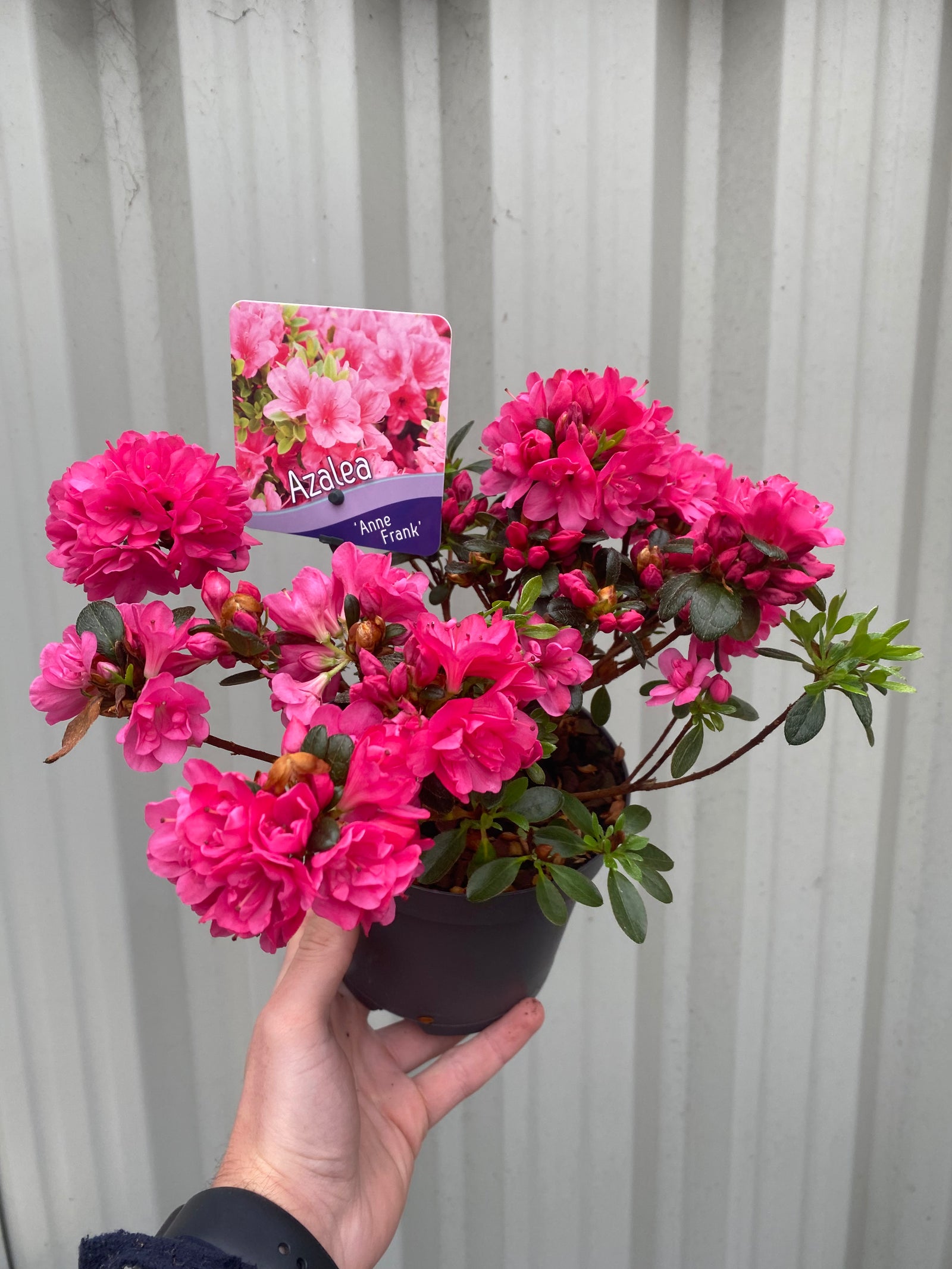 A hand holds a 1L Azalea 'Anne Frank' pot, an evergreen shrub with vibrant pink flowers, ideal for garden displays, set against a light gray corrugated metal background.