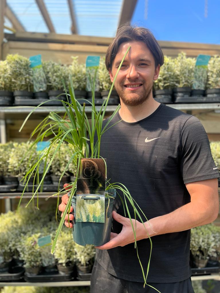Cortaderia Pampas Grass 'Pumila' (1L/2L/4L) features tall, fluffy beige plumes in clusters, creating stunning garden displays against green foliage and blurred evergreen trees.