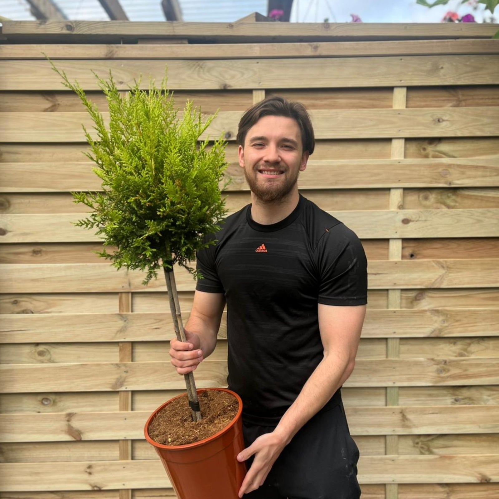 A smiling man in a black shirt holds a Cupressus Conifer Lollipop (100cm), available as a special offer—2 for £44.99—in front of a wooden fence on a bright day.