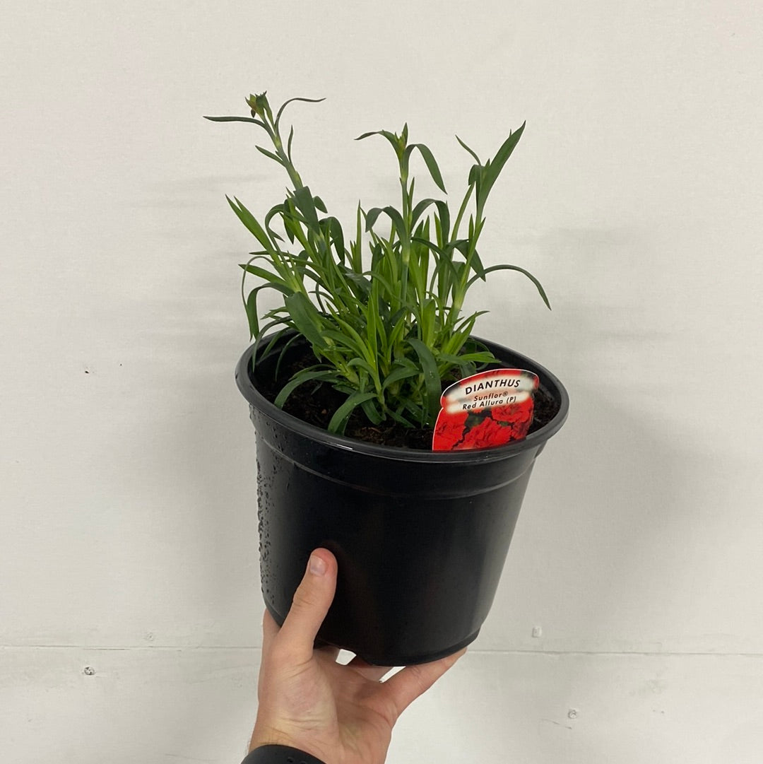A hand holds a black plastic pot containing a young Dianthus &#39;Red Allura&#39; 3L, a drought tolerant perennial with green leaves and a red label, set against a plain white background.