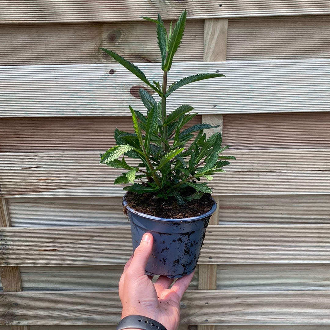 A hand holds a Verbena bonariensis (9cm/1.5L/2L) in a small black pot, with leafy green foliage, in front of a wooden slatted fence. The person wears a gray wristband.