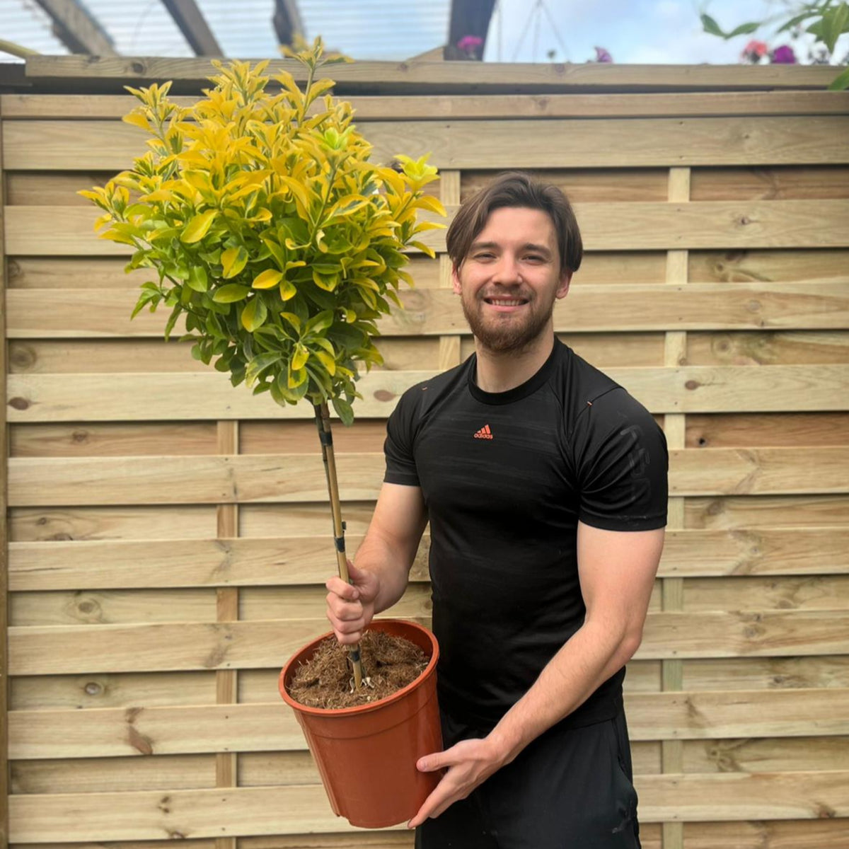 Special offer: Half Standard Euonymus japonica &#39;Aureus&#39; 100cm (2 for £54.99)