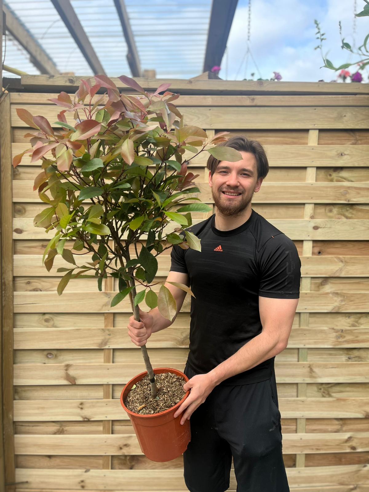 A smiling man in a black shirt holds a Special offer: Half Standard Photinia 'Red Robin' 100cm (2 for £54.99) with green and reddish leaves, standing outdoors in front of a wooden fence.