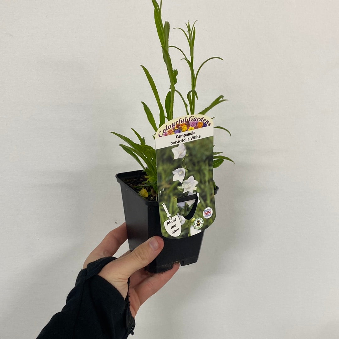 Campanula perscifolia White 9cm/2L