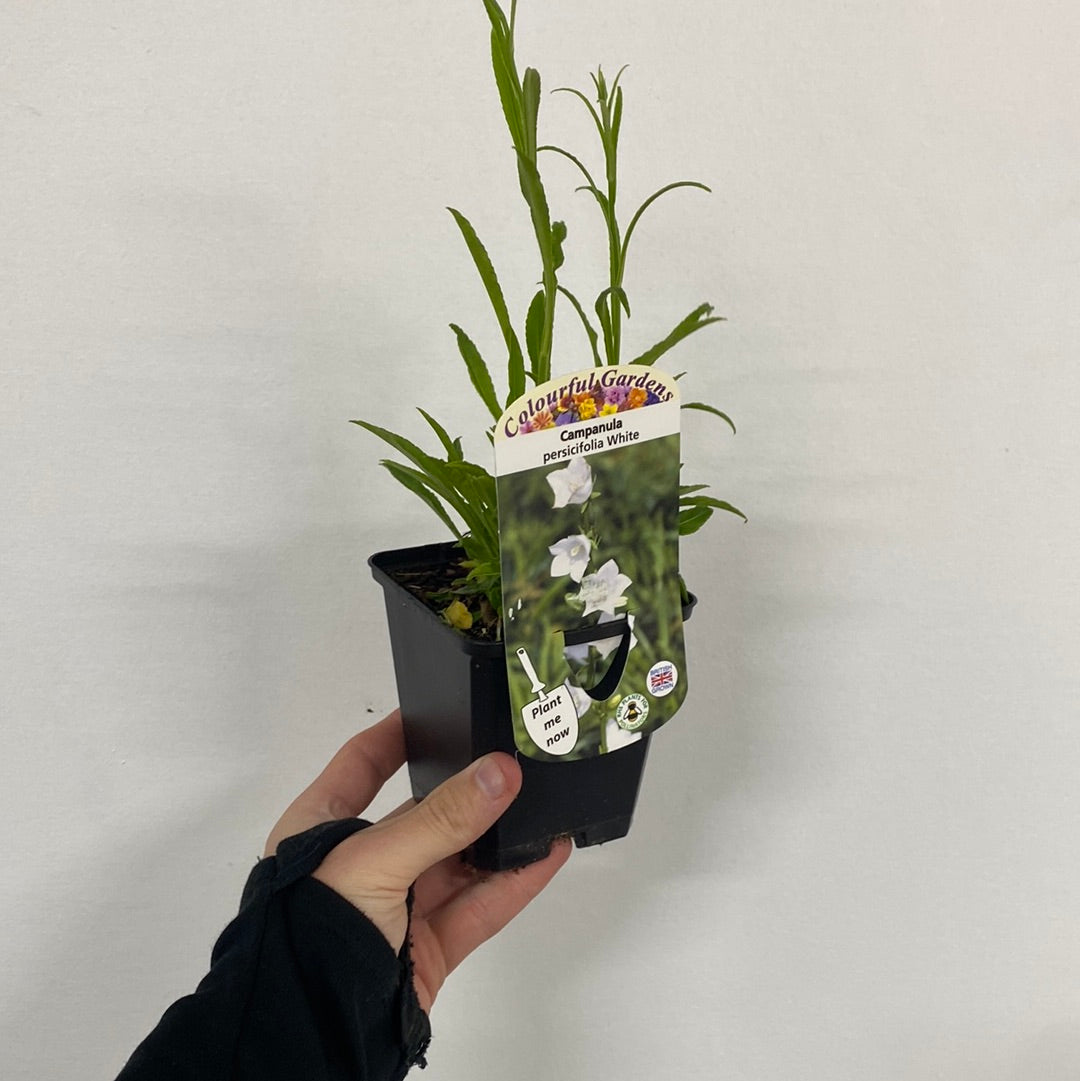 Campanula perscifolia White 9cm
