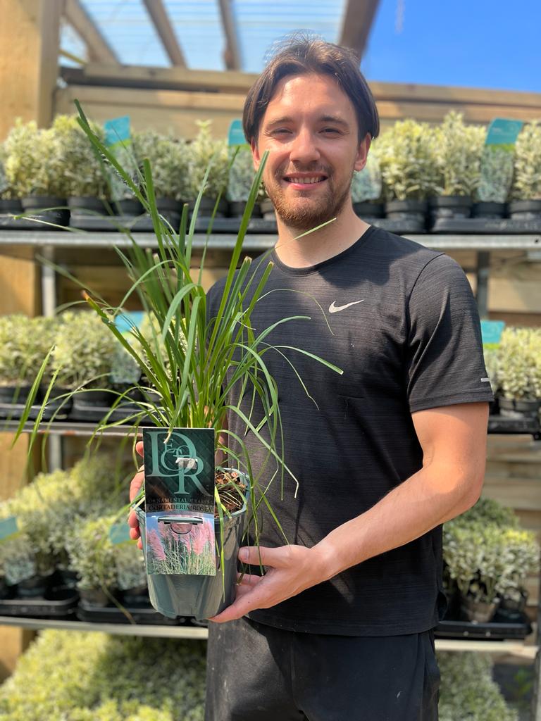 A man in a black t-shirt smiles while holding a Cortaderia selloana Pink Pampas Grass in a greenhouse filled with hardy garden plants, sunlight pouring through the roof.