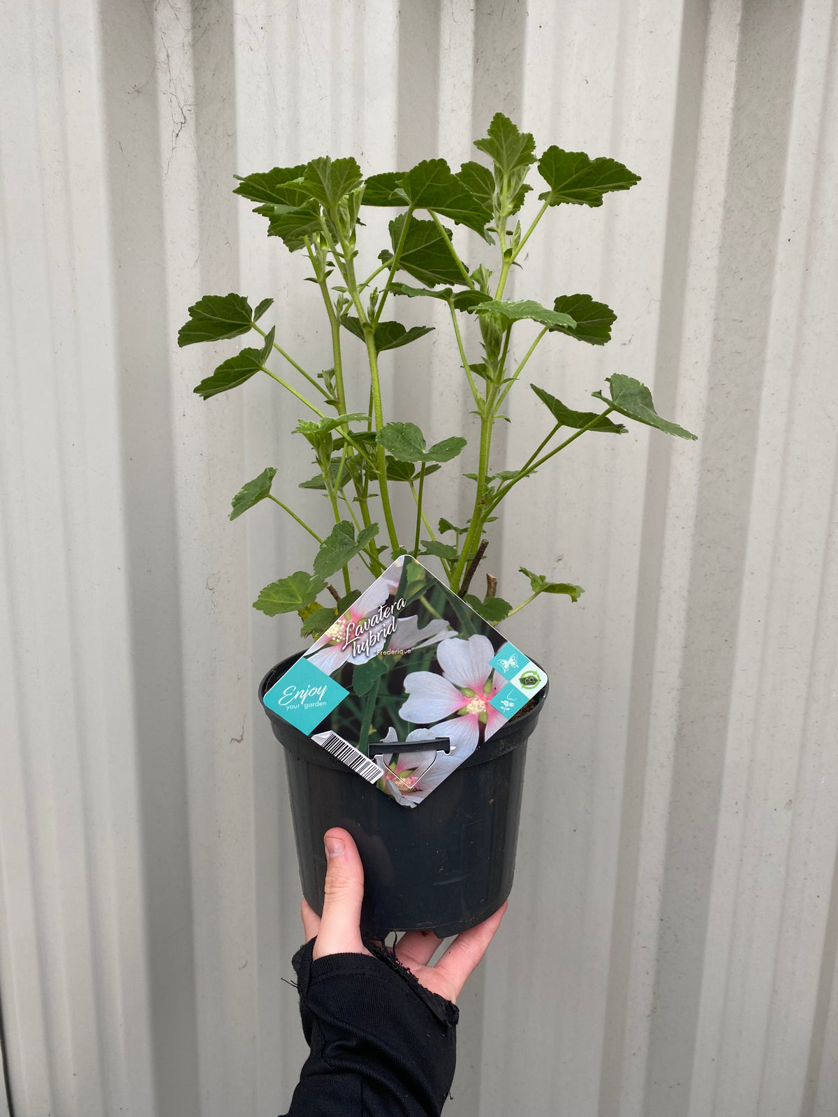 A hand holds a Lavatera hybrid &#39;Frederique&#39; 2L in a black plastic pot. The label features a photo of white Lavatera flowers and the word &quot;Enjoy.&quot; Green leaves are visible, with a corrugated metal wall in the background.