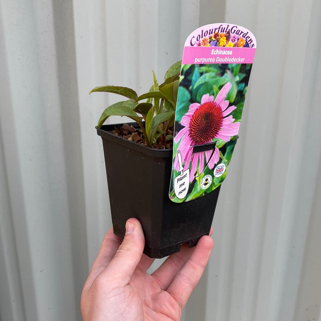 A hand holds a small potted Echinacea purpurea &#39;Double Decker&#39; 9cm Pot, an unusual hardy perennial coneflower, with a label featuring a pink bloom and the product name against a corrugated metal background.