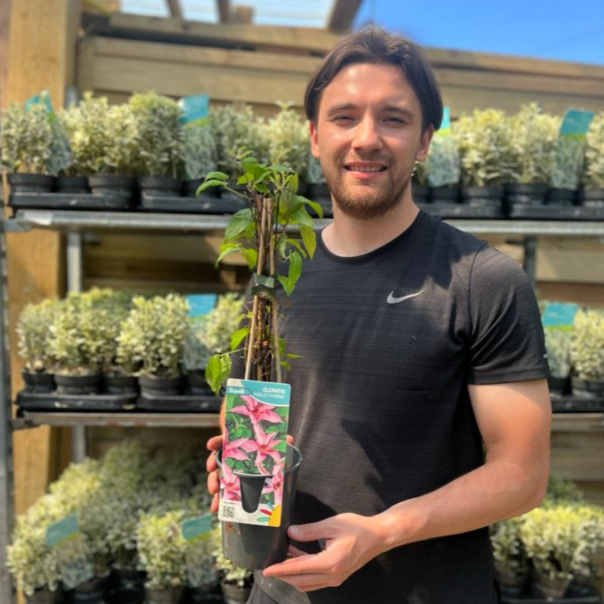 Clematis &#39;Hagley Hybrid&#39; 50cm