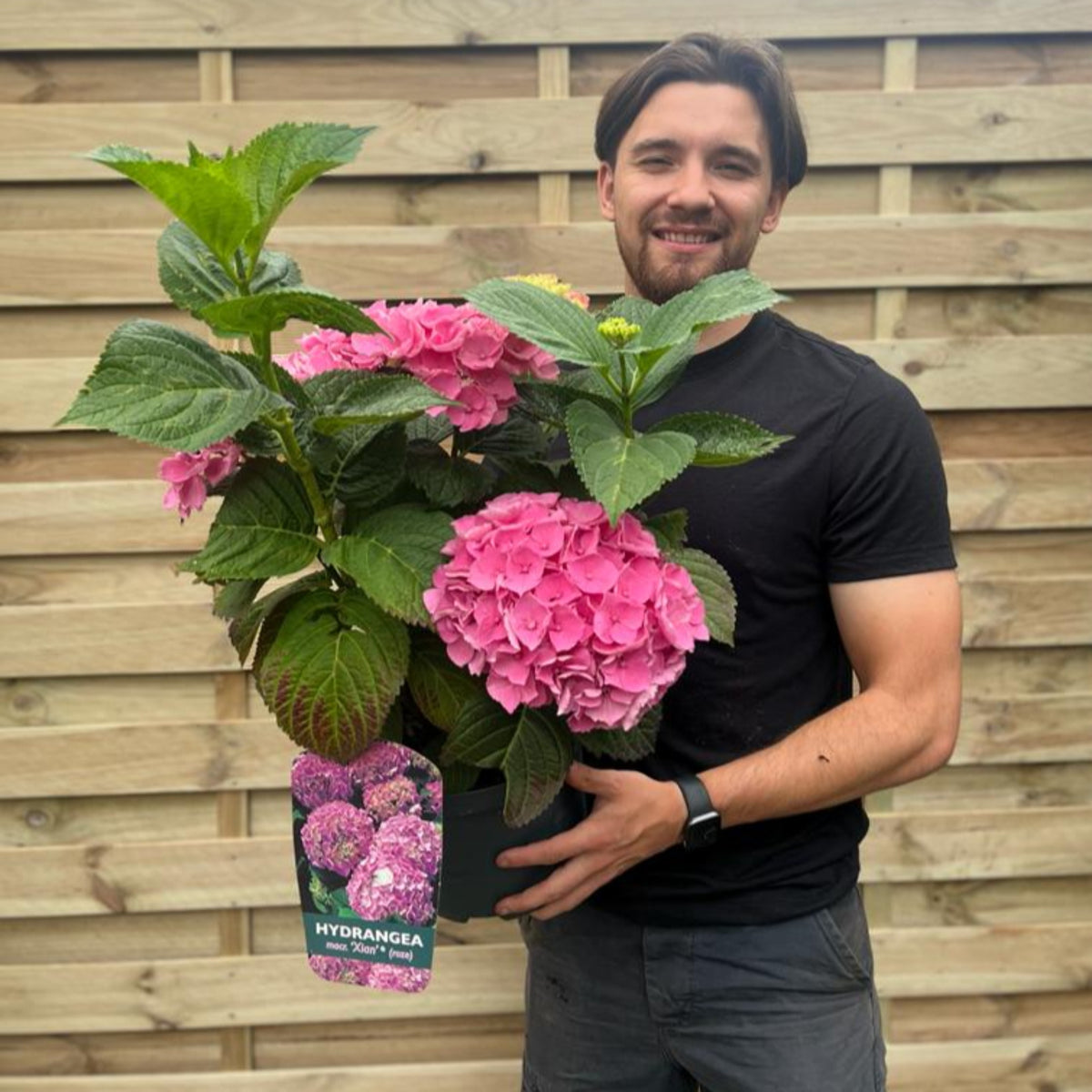 A smiling man in a black shirt stands by a wooden fence, holding Hydrangea macrophylla &#39;Xian&#39; 5L—a vibrant choice to brighten summer gardens during its flowering period.