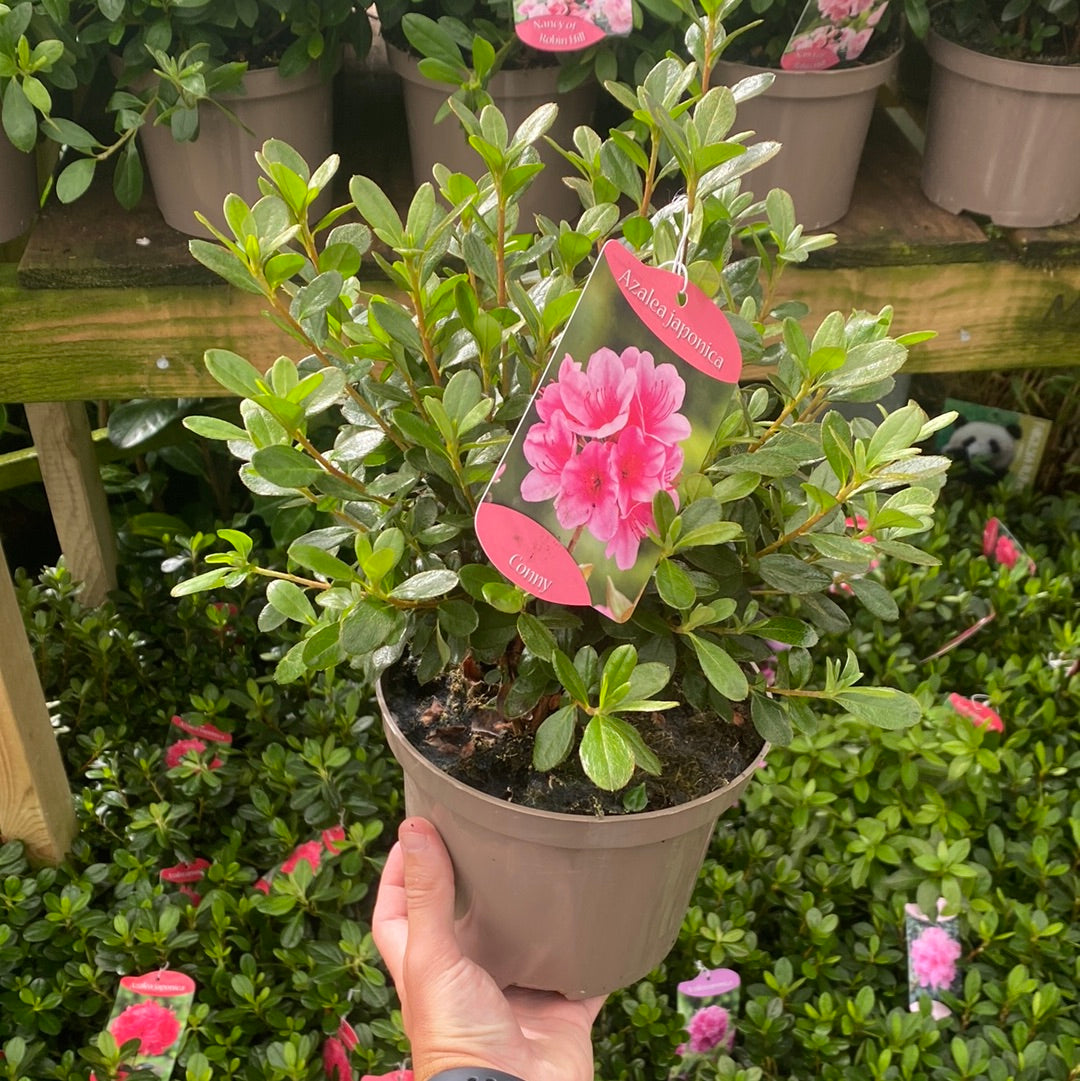 A hand holds a potted Azalea &#39;Conny&#39; (1.5L/2L/10L), an evergreen shrub with a pink flower tag. Other azaleas and lush greenery are displayed on shelves and the ground in the background.