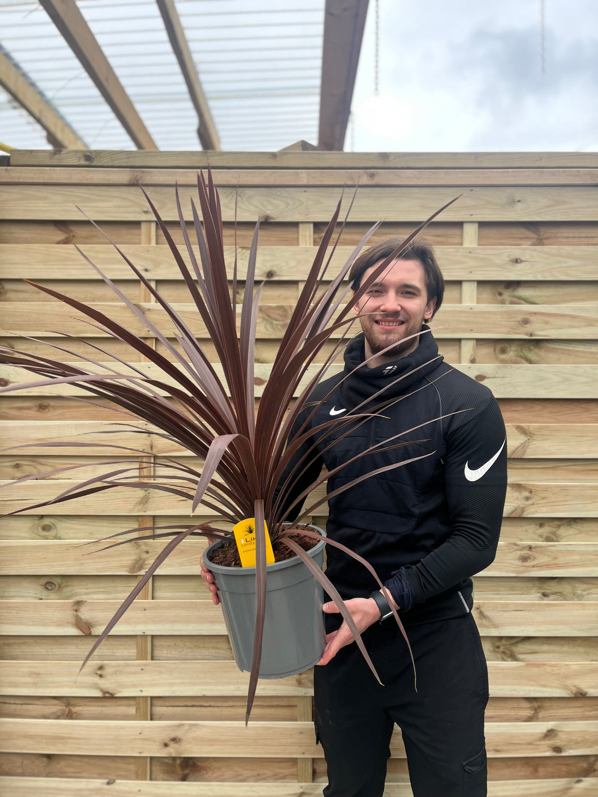 A man holding a Cordyline australis Red Star (1m), an easy-care evergreen plant ideal for brightening up any space.