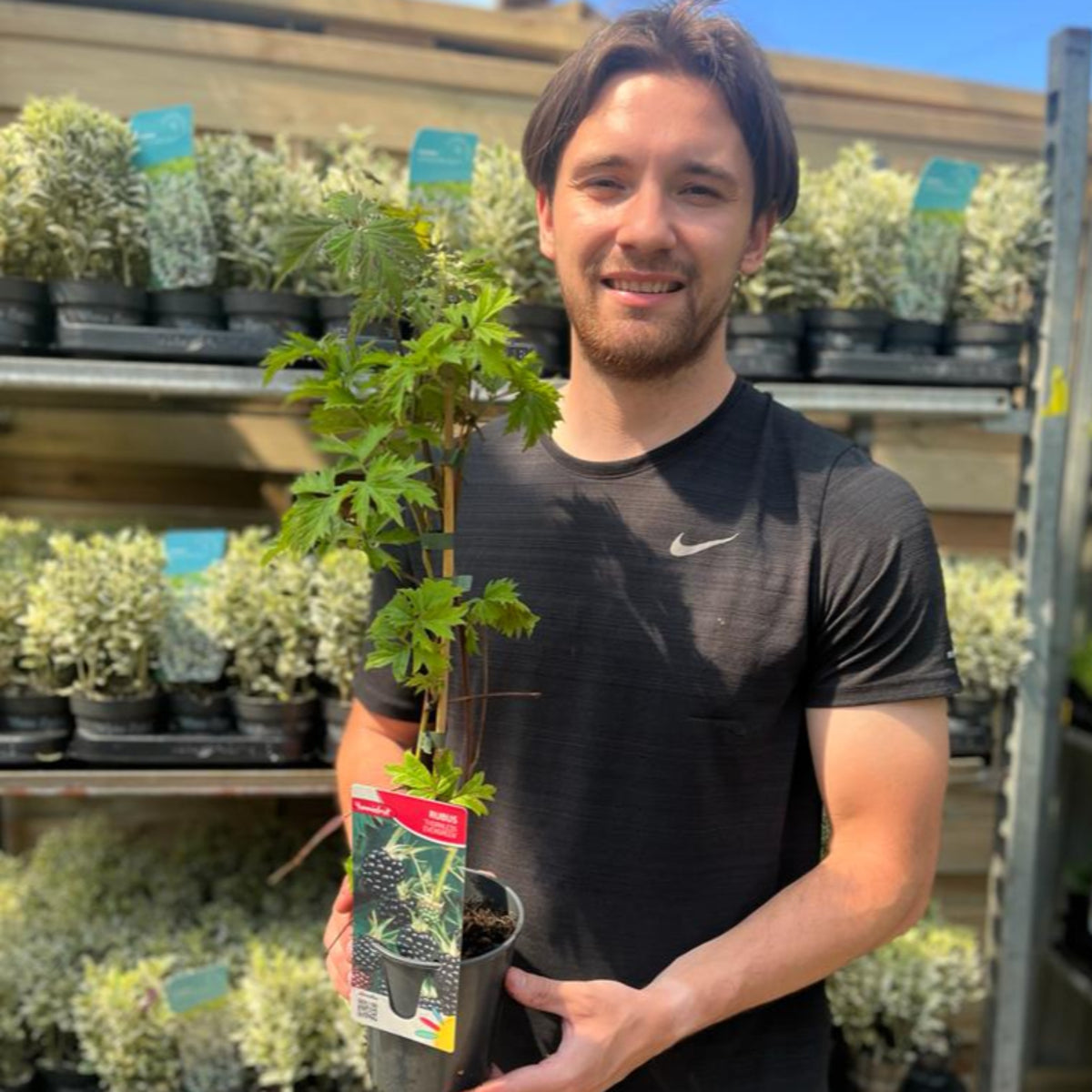 Blackberry &#39;Thornless Evergreen&#39; 2L