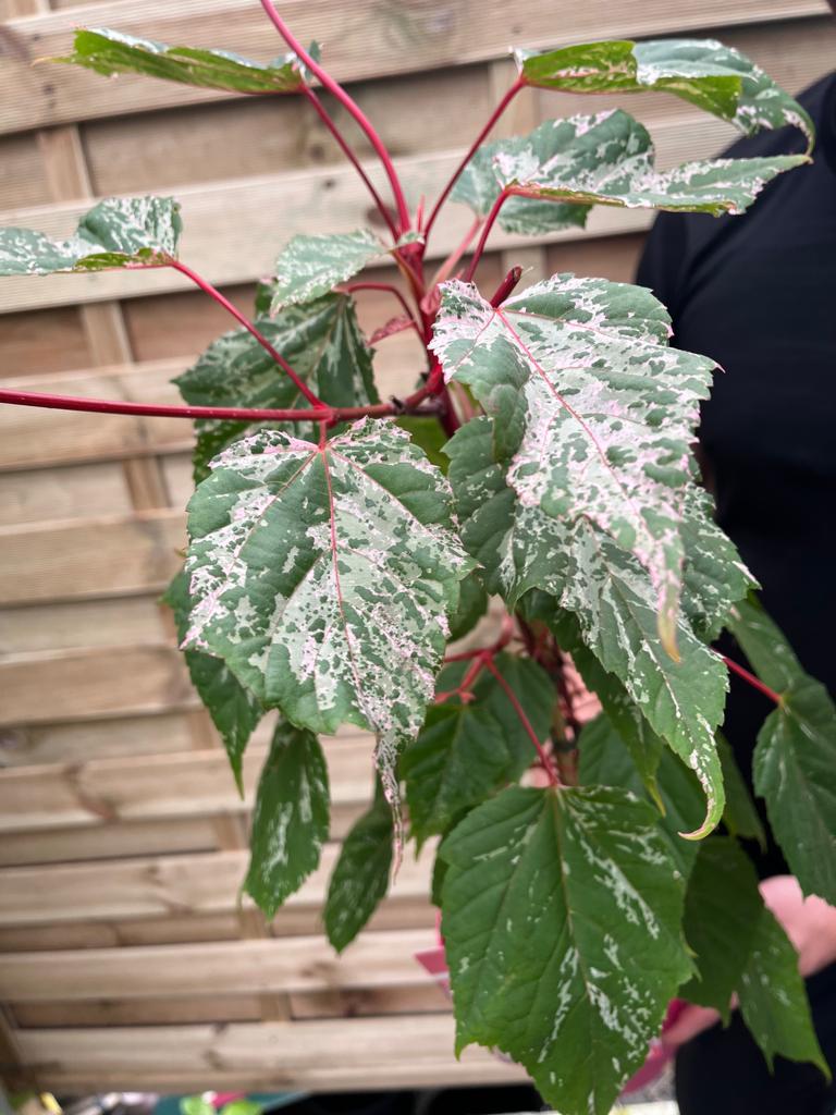A close-up of Acer conspicuum 'Red Flamingo' 3L, a decorative small tree with green, white-mottled leaves and red stems, held by a person standing in front of a wooden fence.