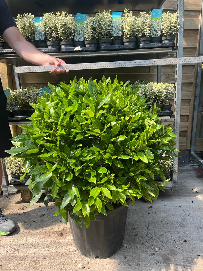 An Established Laurus Nobilis Ball (Bay Leaf Ball) in a black pot is shown outdoors on concrete with a person measuring its height; smaller potted plants and patio balls are arranged on shelves in the background. Available in 10L, 15L, 24L, or 30L sizes.