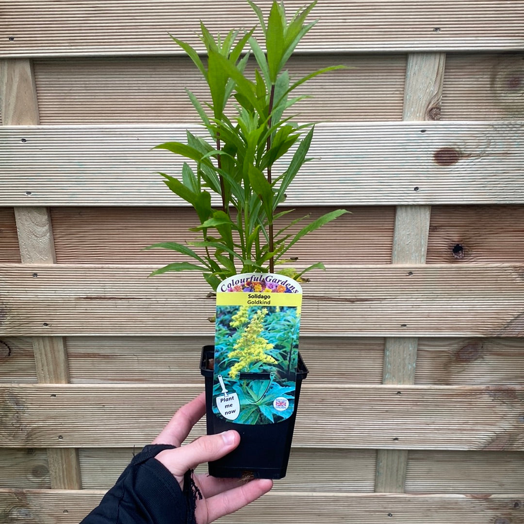 A hand holds a Solidago &#39;Goldkind&#39; 9cm perennial plant in a pot, featuring a colorful label with its bright yellow flowers. A wooden fence with horizontal planks forms the background.