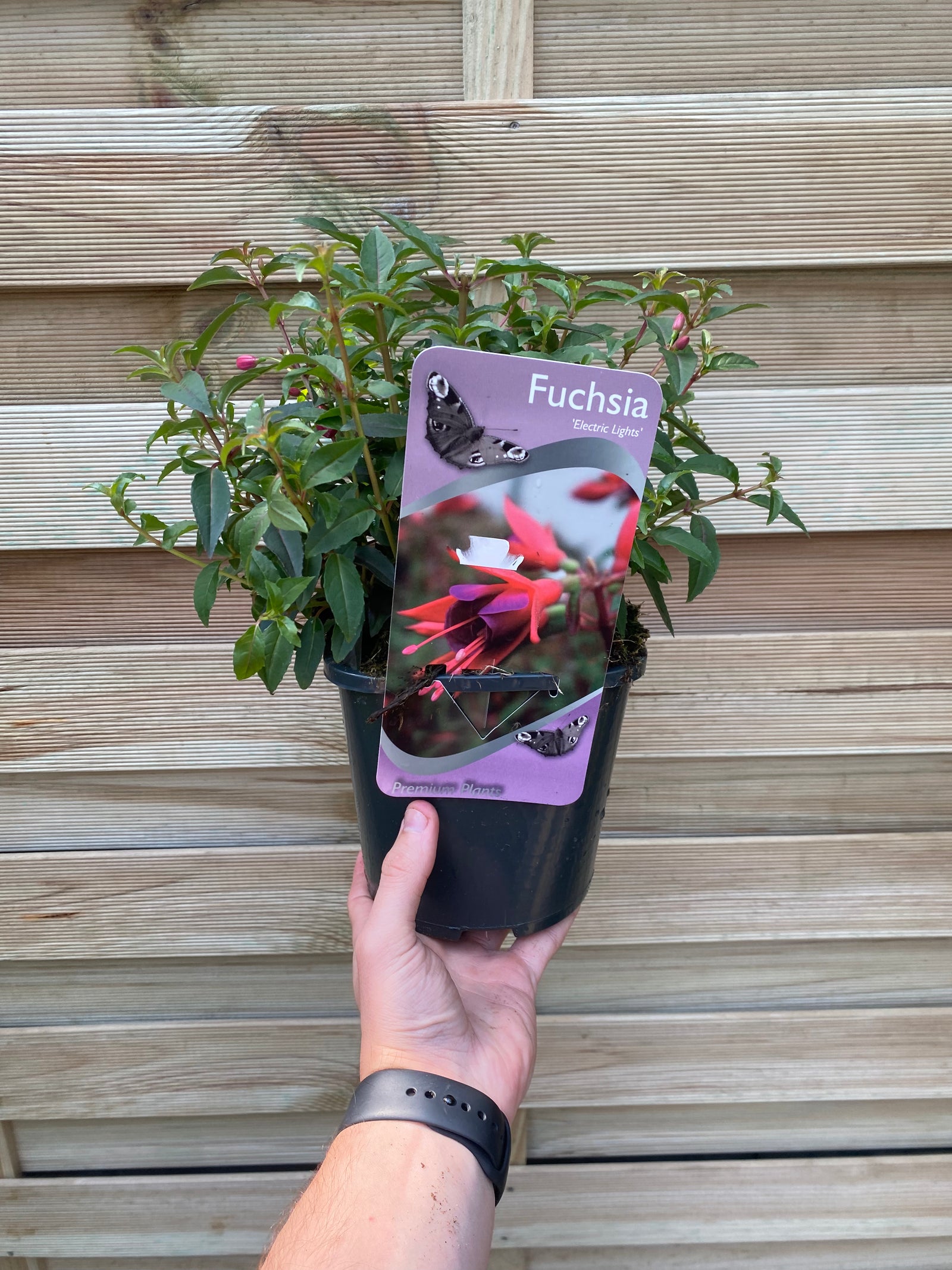 A hand holds a potted Hardy Fuchsia 'Electric Lights' 2L in front of a wooden fence. The plant has green leaves and a label showing pink sepals and double purple blooms with the name 'Electric Lights'.