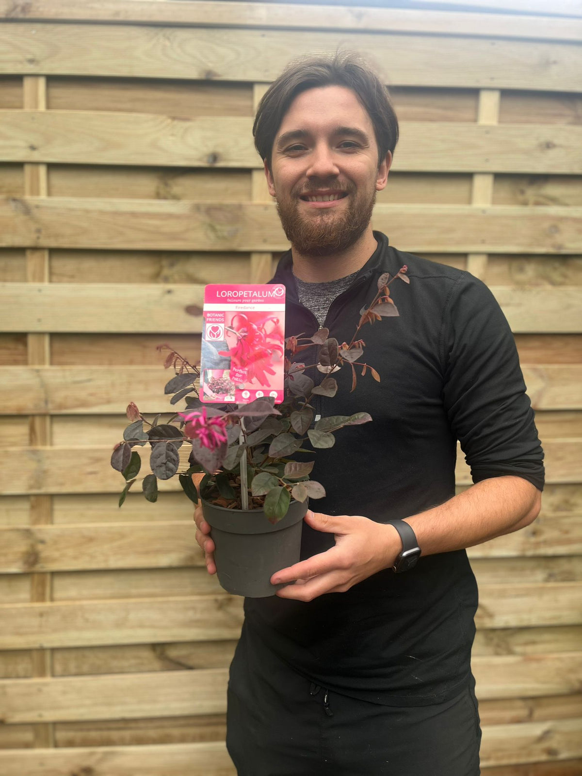 Loropetalum Chinense Fire Dance 9cm