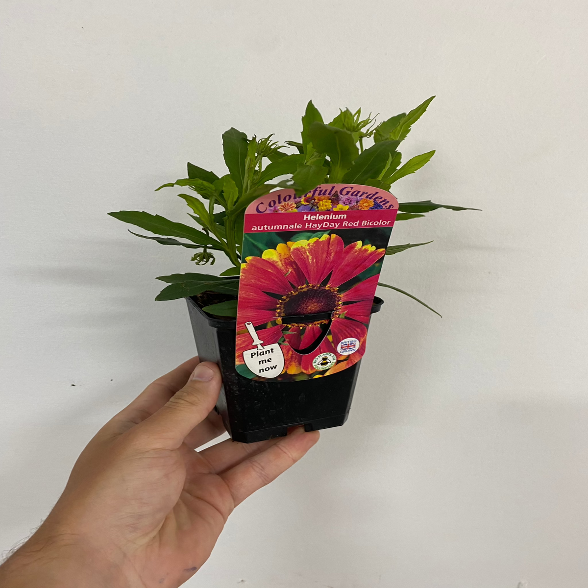 Helenium autumnale &#39;HayDay Red Bicolor&#39; 9cm