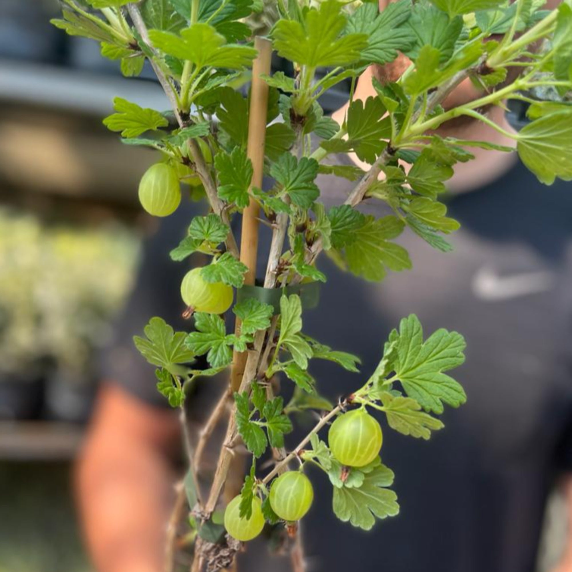 Gooseberry 'Ribes' uva. Crispa Green 2L