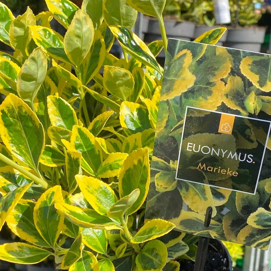 Euonymus japonica 'Marieke' 2L / 5L