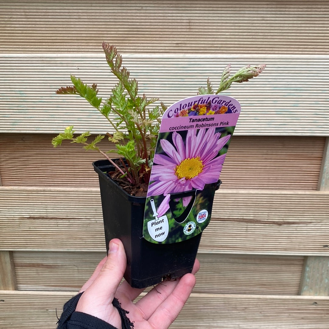 Tanacetum coccineum 'Robinson's Pink' 9cm