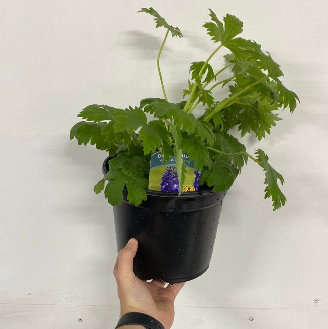 Delphinium elatum Guardian Blue 3L