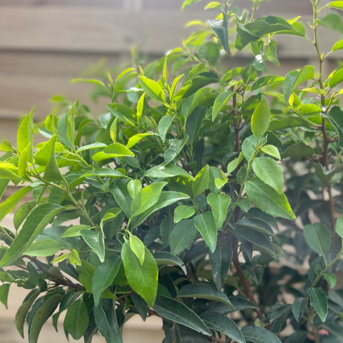 Portuguese Laurel | Prunus lauroceras &#39;Angustifolia&#39; (Multibuy Offers Available)