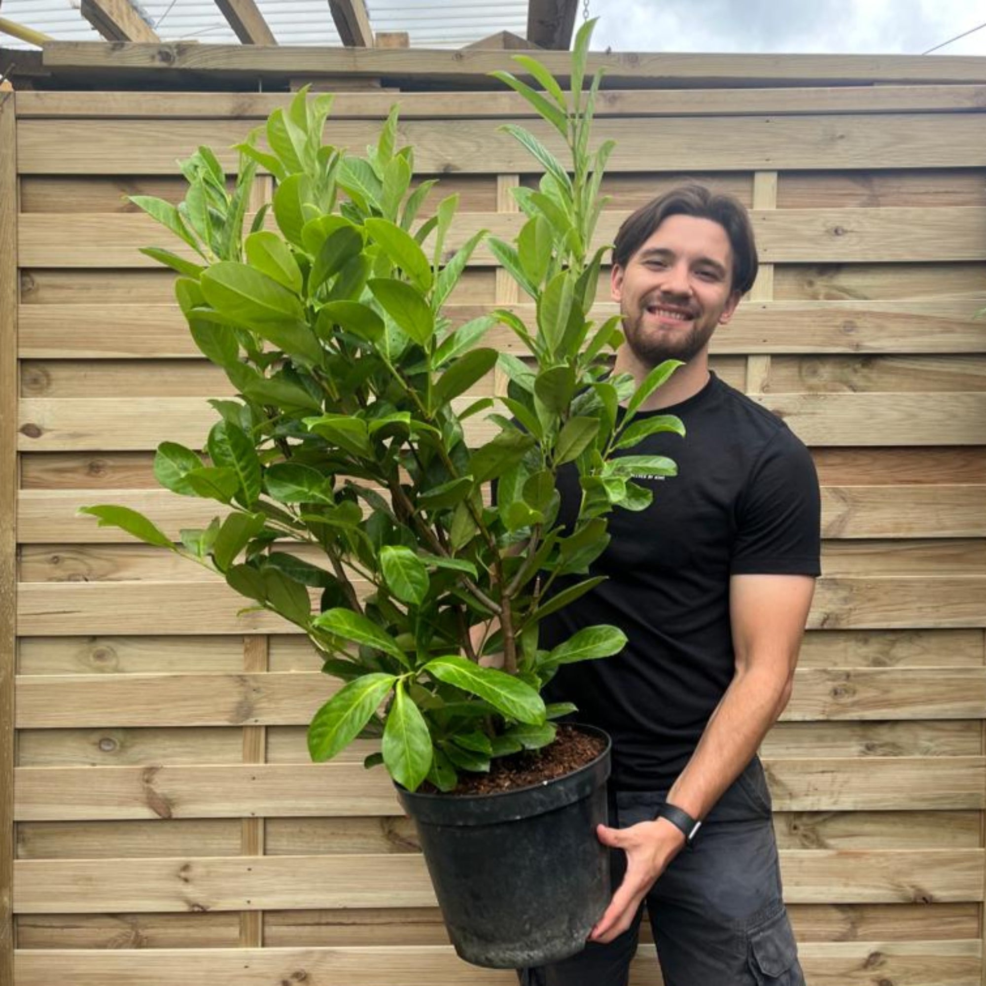 4ft (100-120cm) Potted Cherry Laurel Hedge Plants (Multibuy Offers Available)