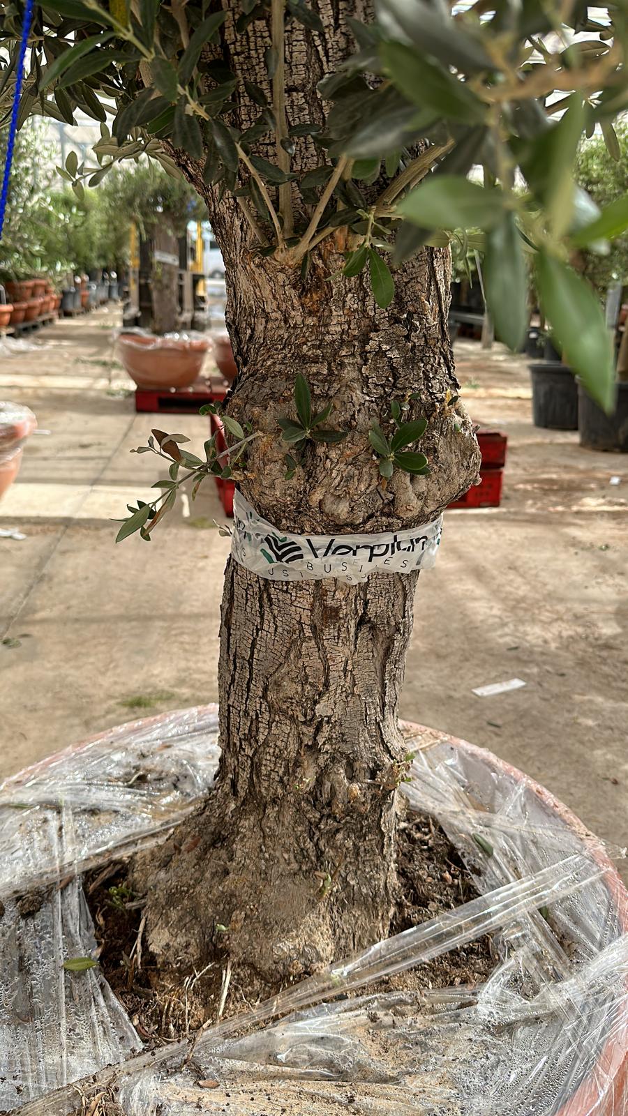 Olive Tree 75L Terracotta Bowl 1.6-1.9m (Multibuy Offers Available)