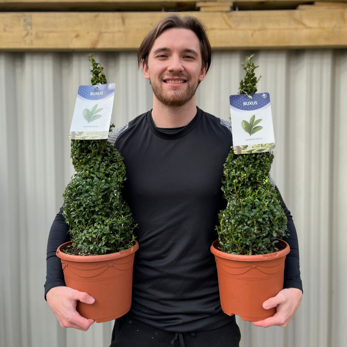 A man in a black long-sleeve shirt smiles while holding two Buxus Spiral | Buxus sempervirens Topiary | Box Spirals, each with a tag. A corrugated metal wall and wooden planks create a striking backdrop for these bold garden features.