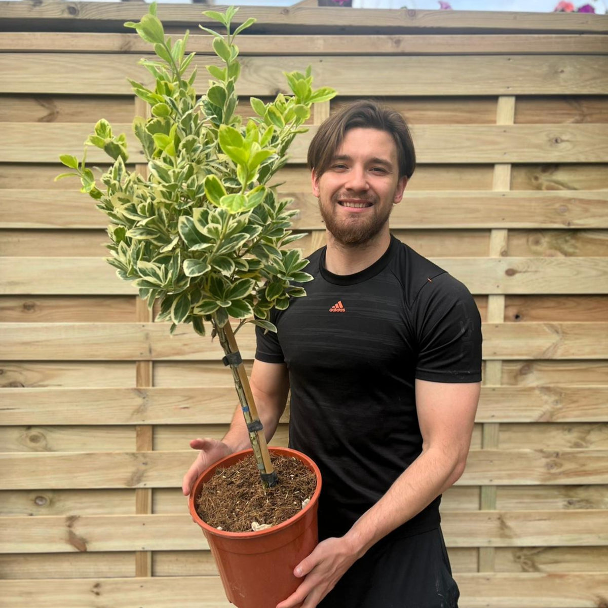 A smiling man in a black t-shirt holds a potted Half Standard Euonymus japonica &#39;Bravo&#39; with green and cream leaves, standing by a wooden fence. Special offer: 2 for £54.99, each 100cm tall.