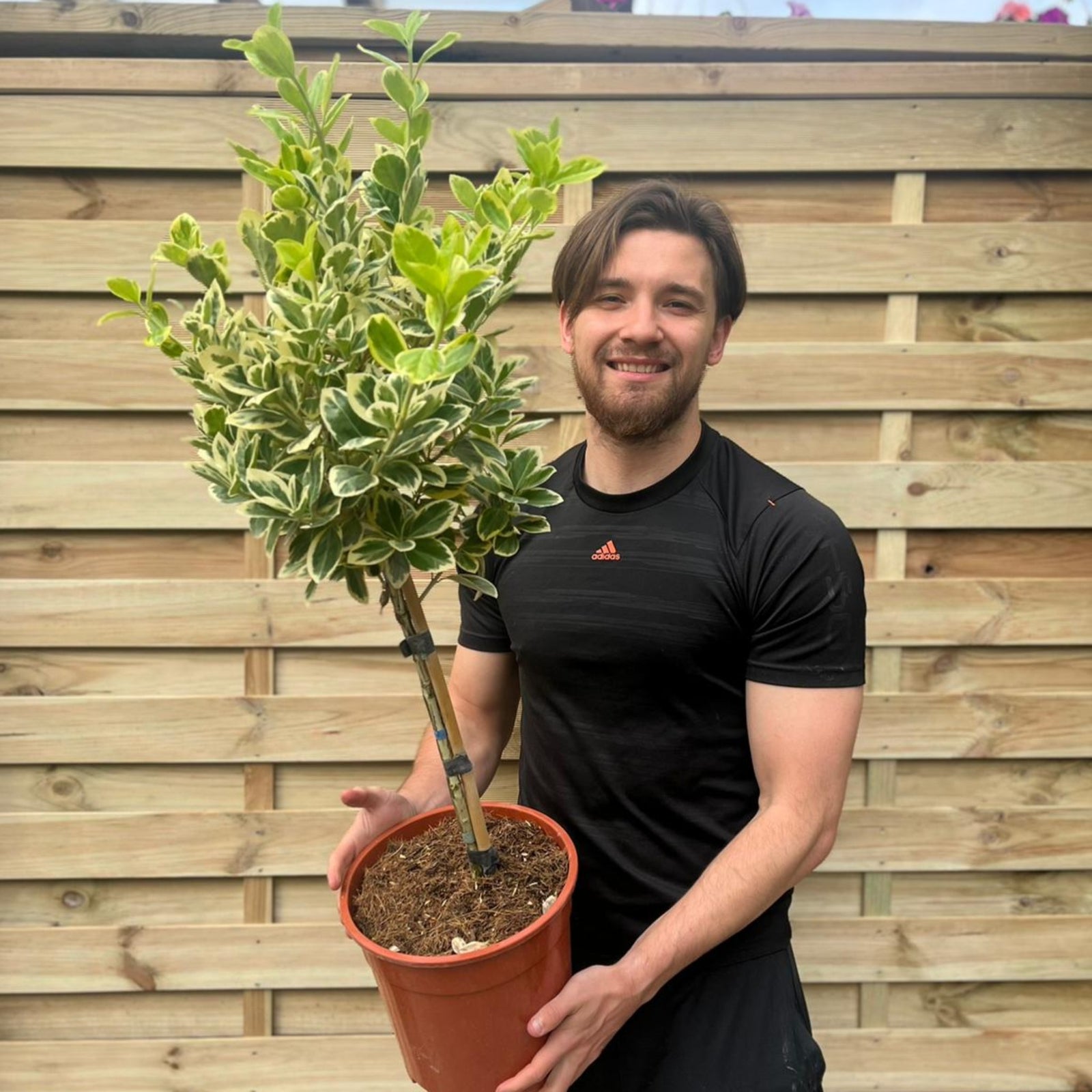 A smiling man in a black t-shirt holds a potted Half Standard Euonymus japonica 'Bravo' with green and cream leaves, standing by a wooden fence. Special offer: 2 for £54.99, each 100cm tall.
