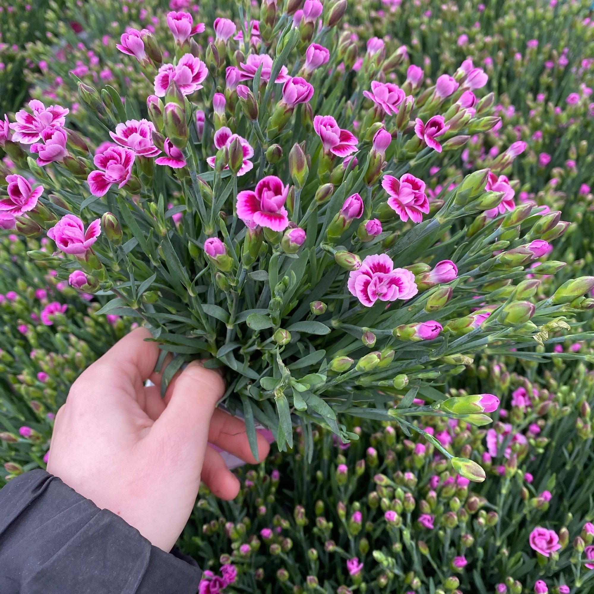 3 x Dianthus Pink Kisses 10cm