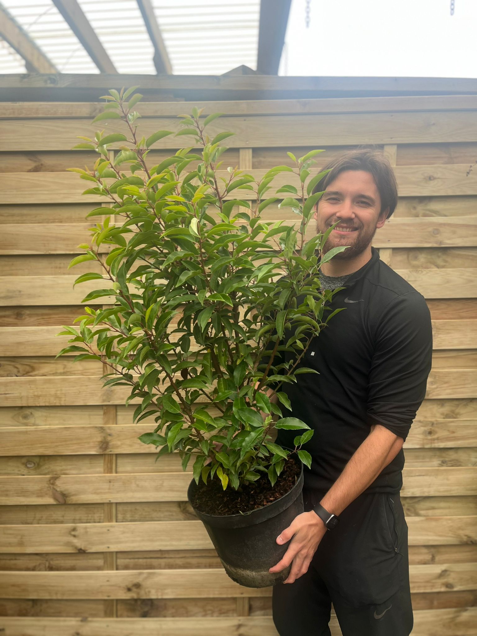 Portuguese Laurel | Prunus lauroceras 'Angustifolia' (Multibuy Offers Available)