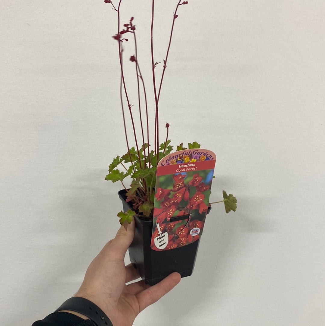 Heuchera 'Coral Forest' 9cm features clusters of bright red flowers with yellow centers above coral-orange foliage, making it a striking perennial accent for shade gardens.
