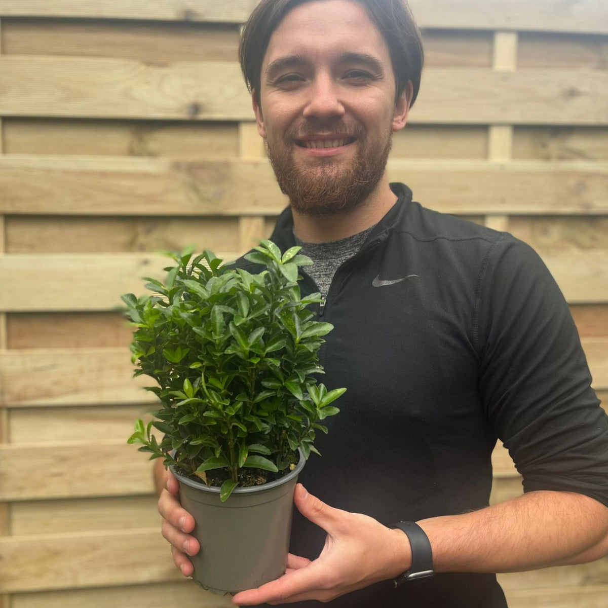 A brown-haired bearded person in a black long-sleeve shirt smiles while holding a potted Euonymus japonicus &#39;Green Spire&#39; (Multibuy Offers Available) in front of a wooden fence.