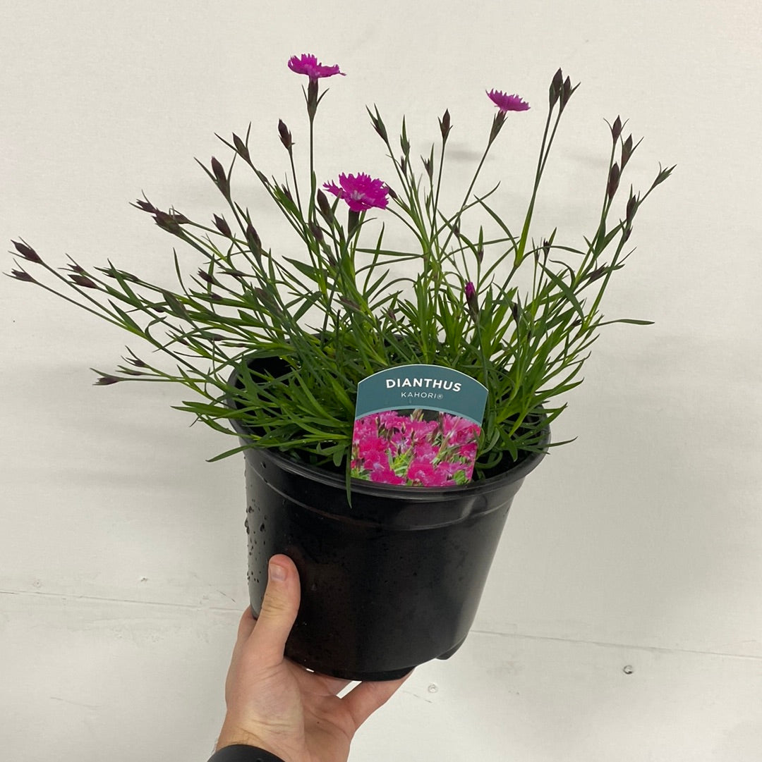 Close-up of vibrant pink blossoms from the Dianthus - Kahori 3L, featuring ruffled petals and set against green stems with a soft orange-blue gradient. This drought-tolerant perennial adds lasting charm to any garden.