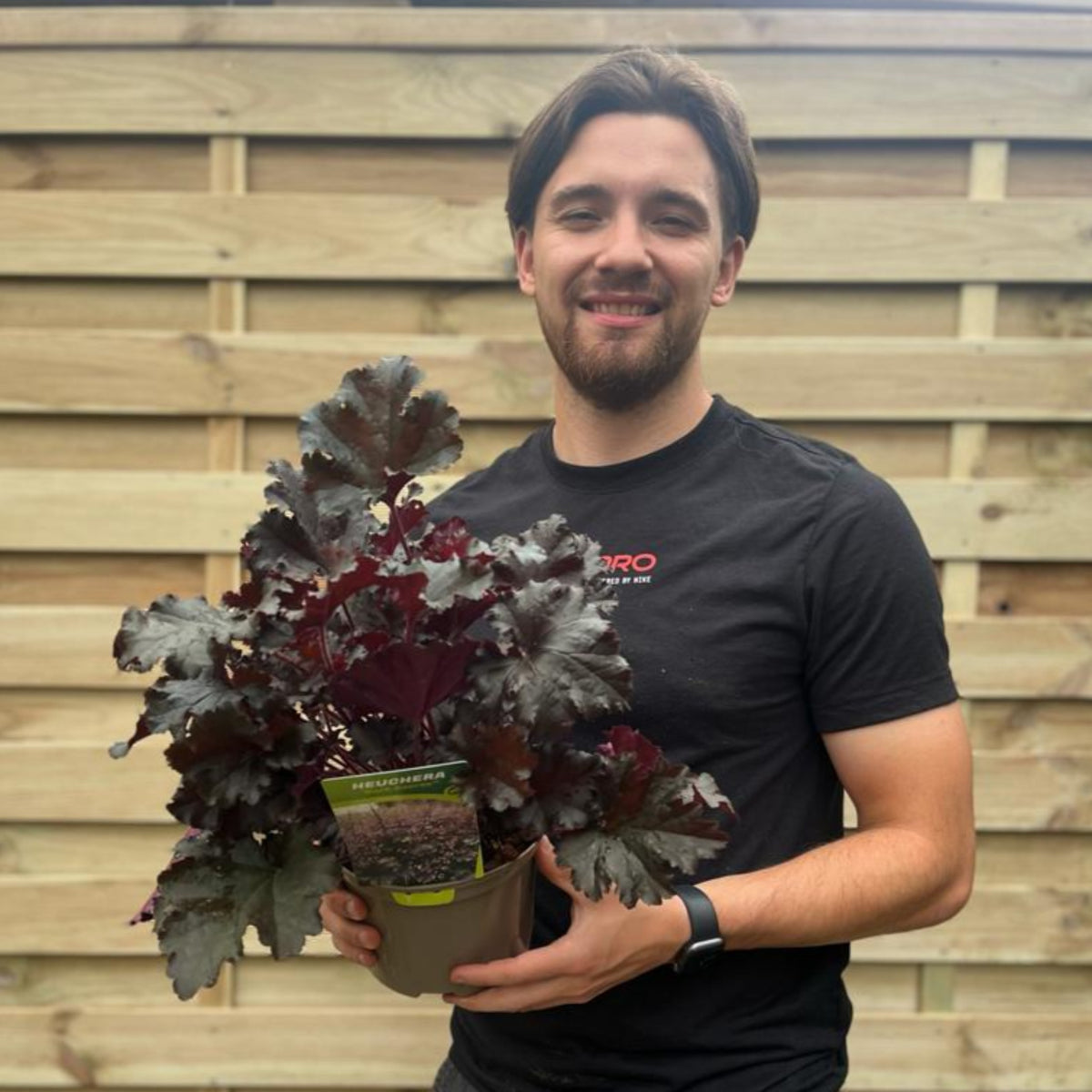 Heuchera &#39;Dark Secret&#39; 2L