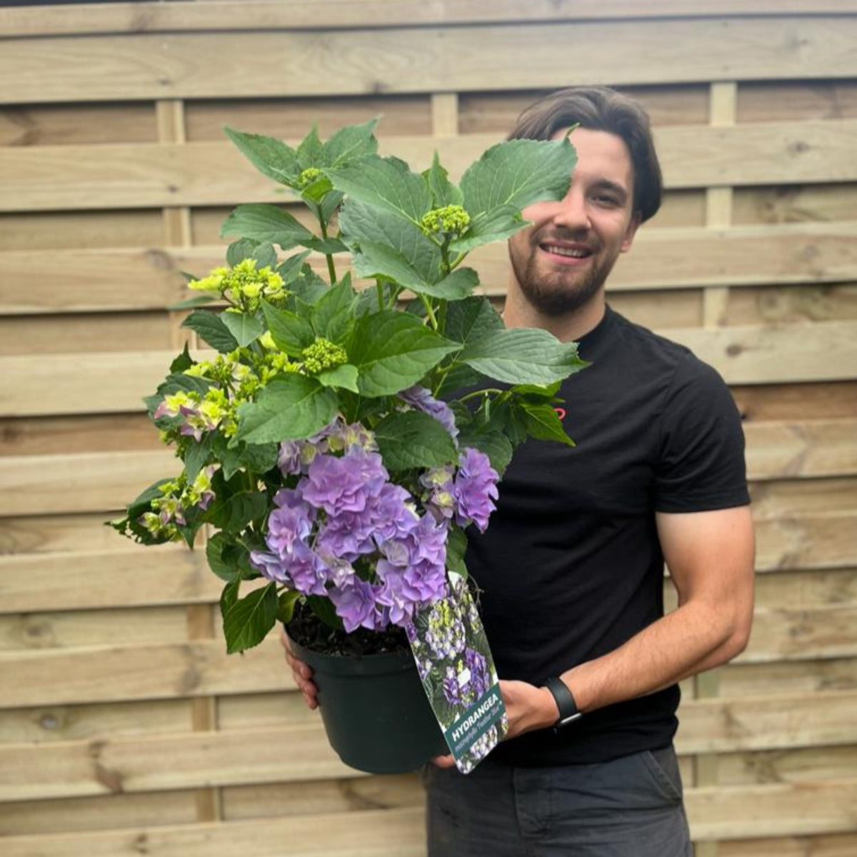 A bearded man with brown hair, wearing a black t-shirt, smiles while holding a Hydrangea macrophylla &#39;Feather Blue&#39; 5L with lush blooms—ideal for summer gardens. Wooden fencing provides the background.