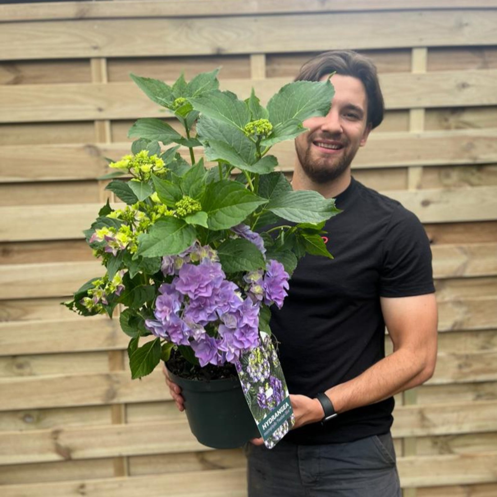 A smiling man in a black shirt holds a Hydrangea macrophylla 'Feather Blue' 5L with purple-green mop head blooms. A plant tag hangs from the pot, ideal for vibrant summer gardens. A wooden fence is visible in the background.